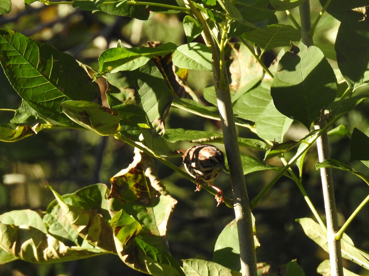 Song Sparrow - ML643566196