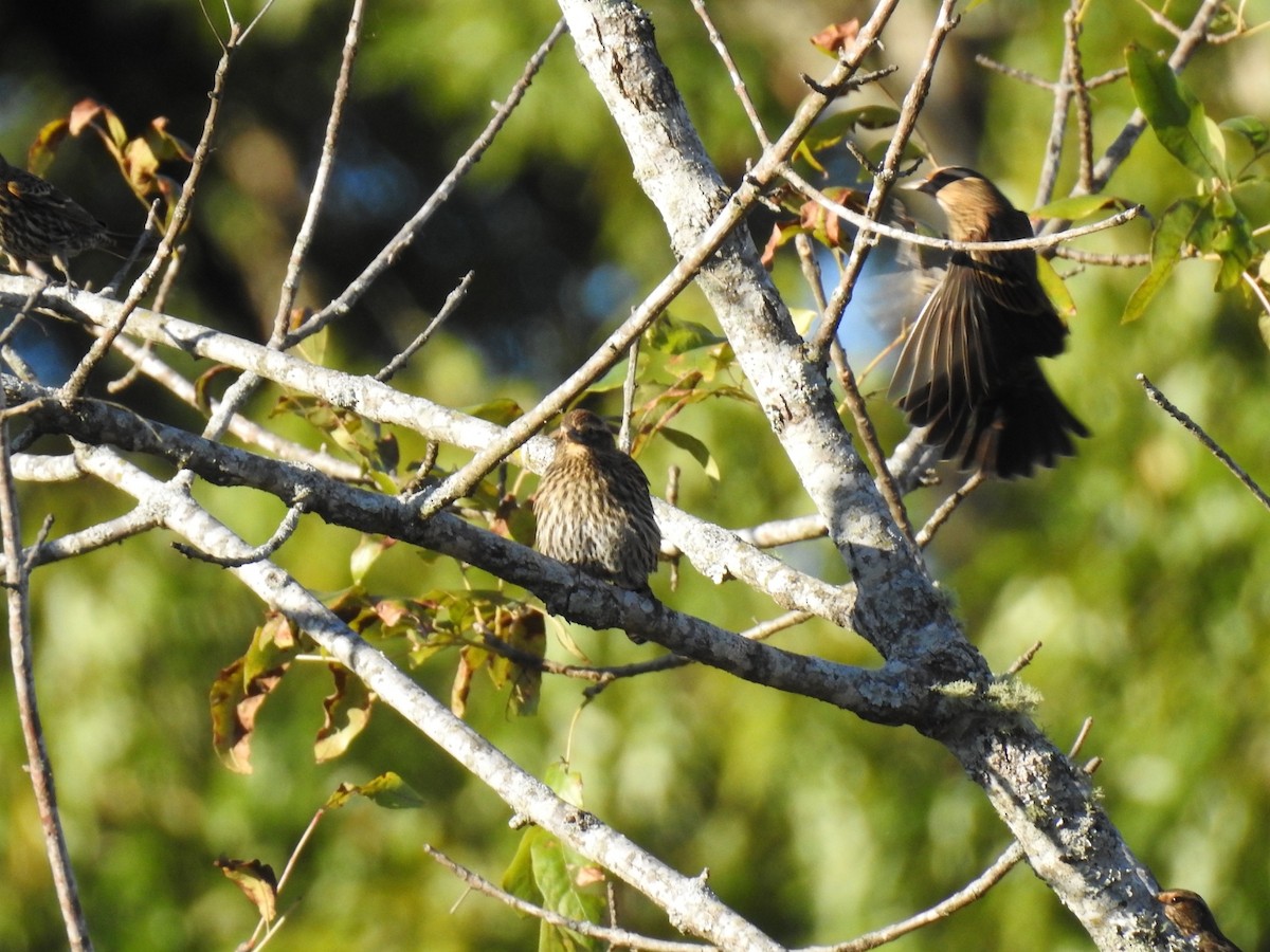 Red-winged Blackbird - ML643566206