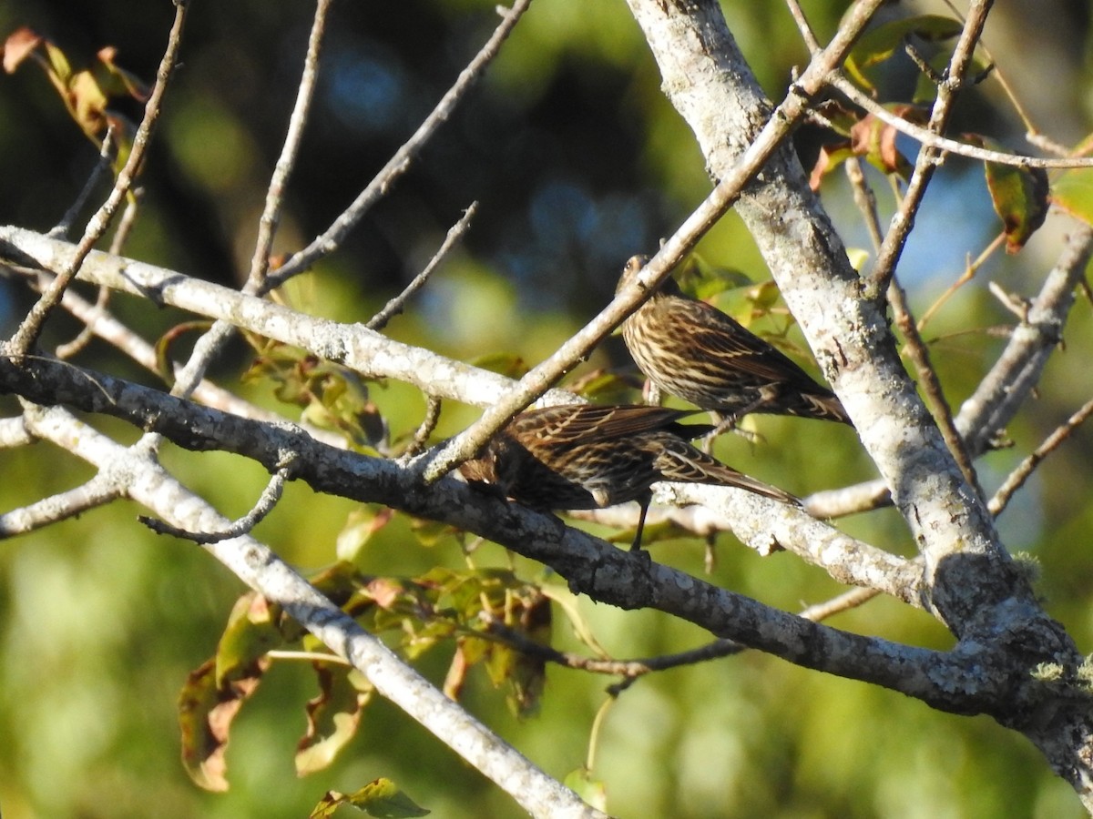 Red-winged Blackbird - ML643566207