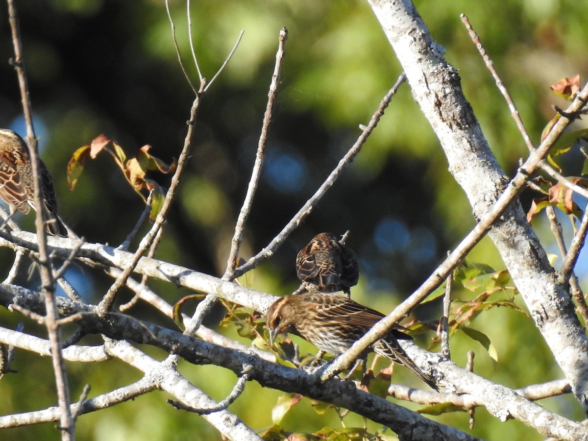 Red-winged Blackbird - ML643566208