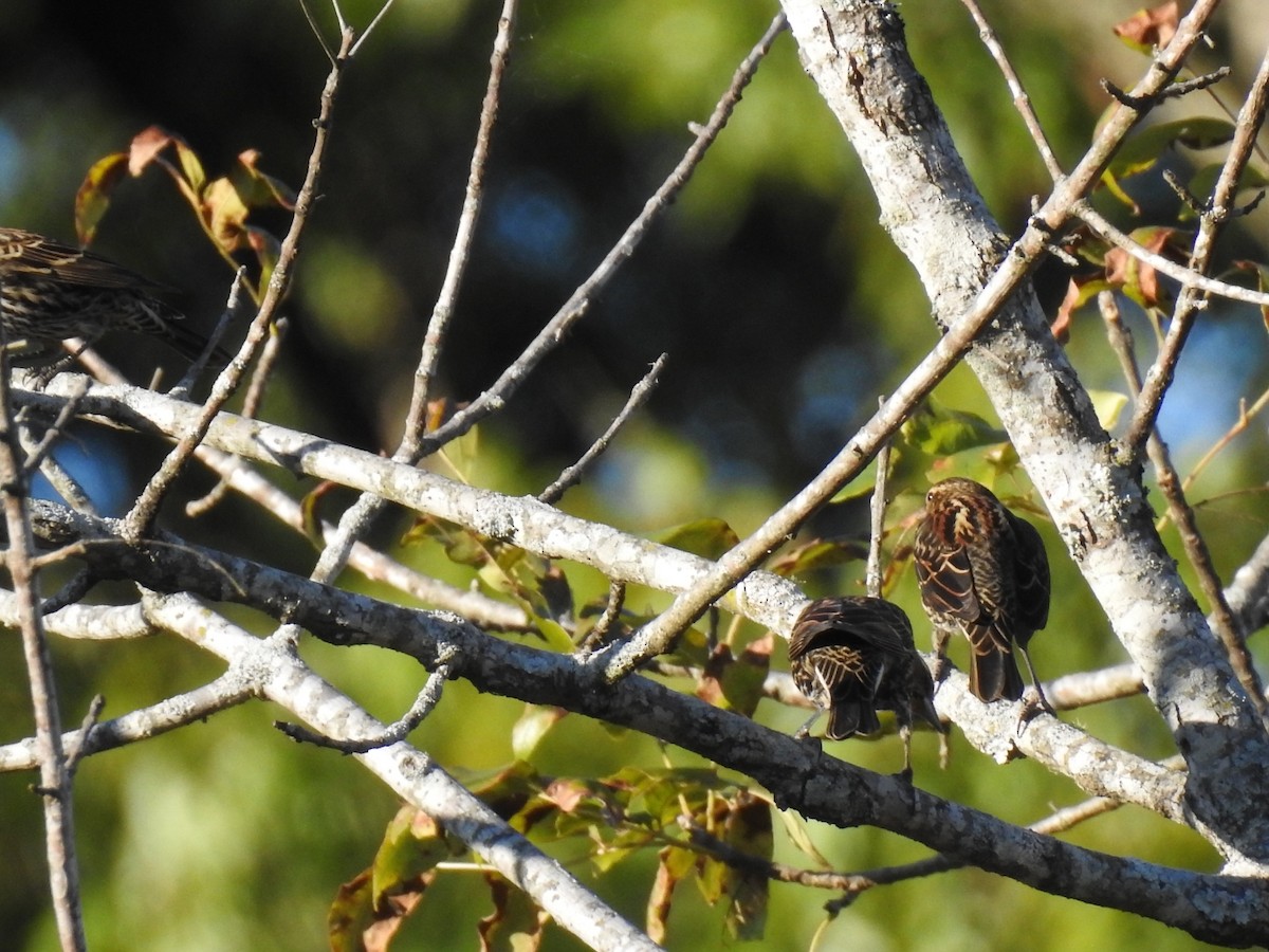 Red-winged Blackbird - ML643566209
