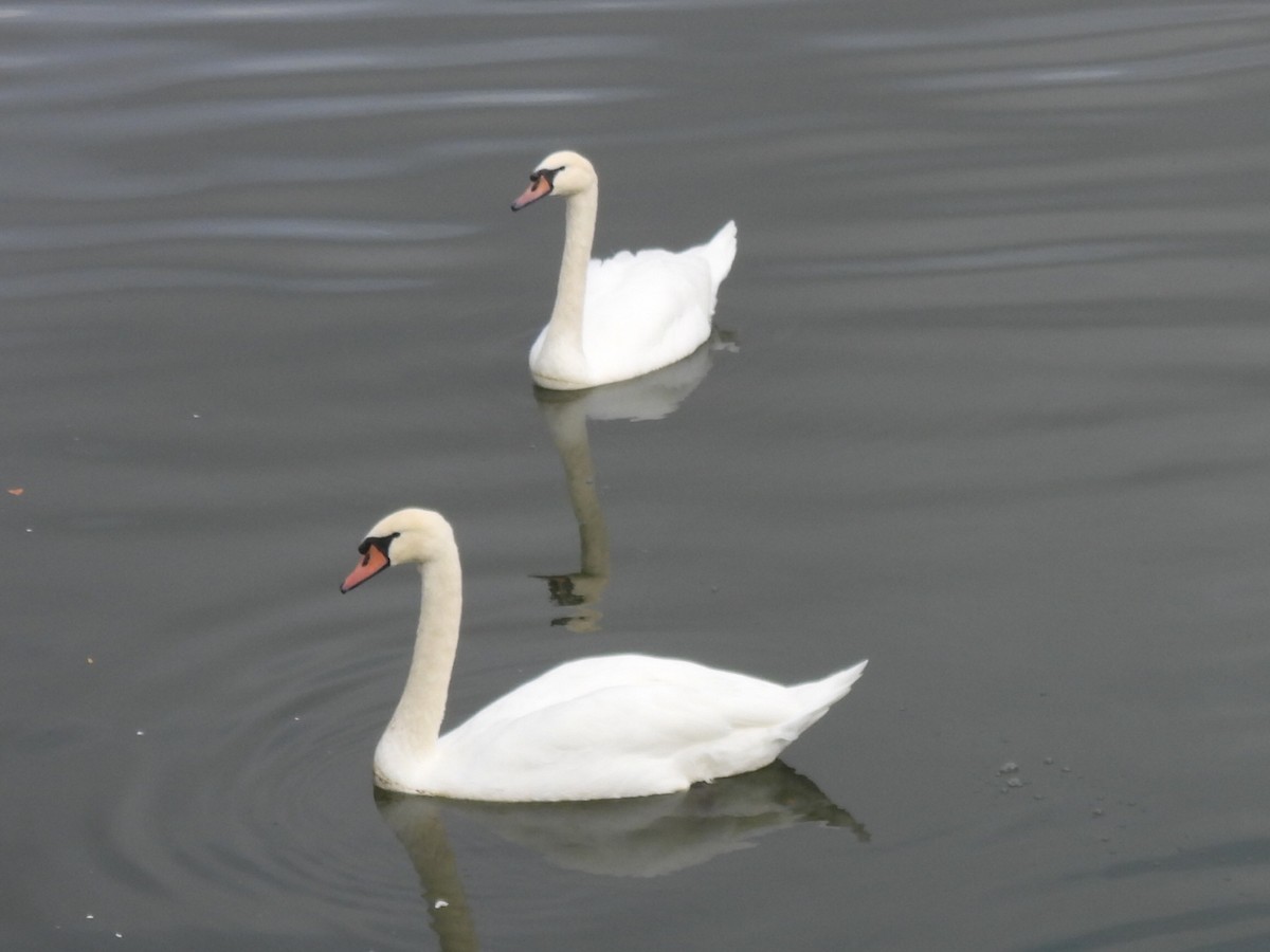 Mute Swan - ML643566219