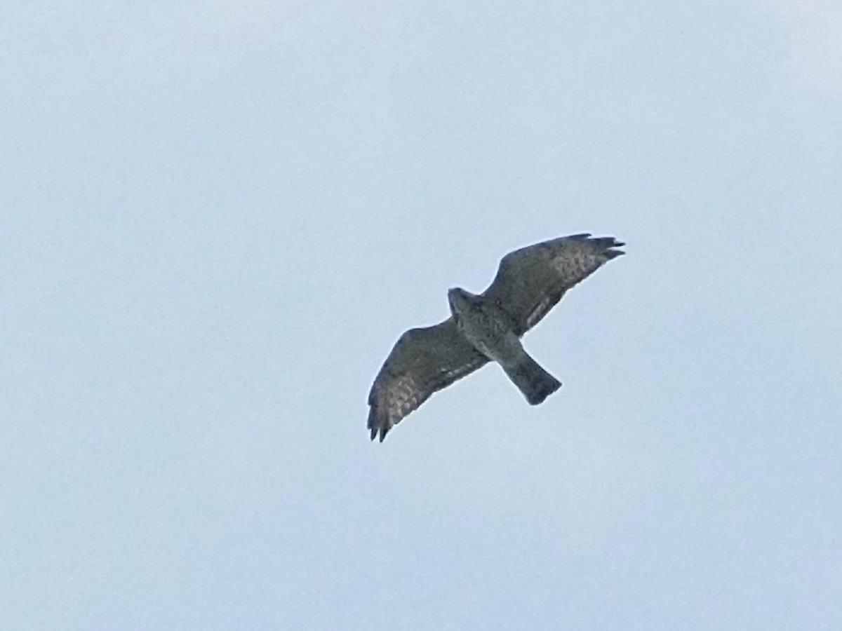 Broad-winged Hawk - ML643566221