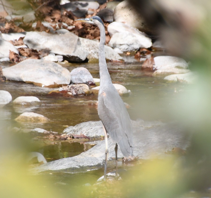 オオアオサギ（herodias グループ） - ML643566224
