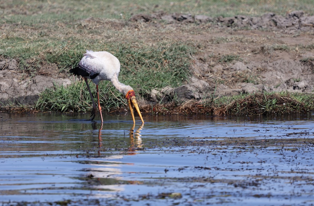 Yellow-billed Stork - ML643566225