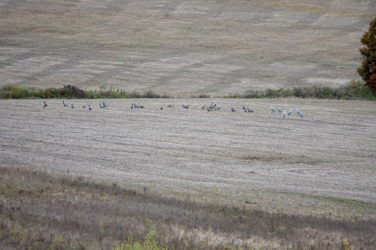 Sandhill Crane - ML643566235