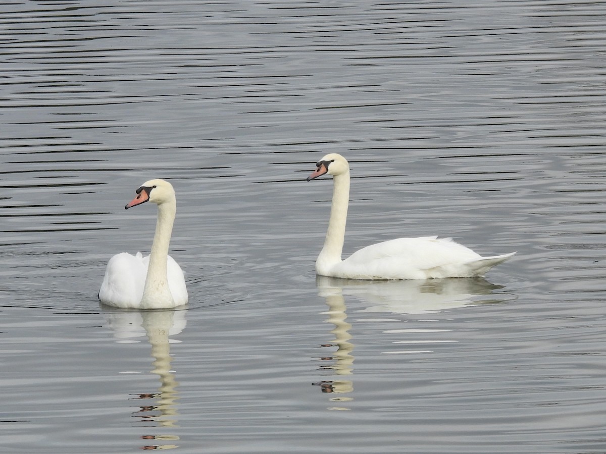 Mute Swan - ML643566236