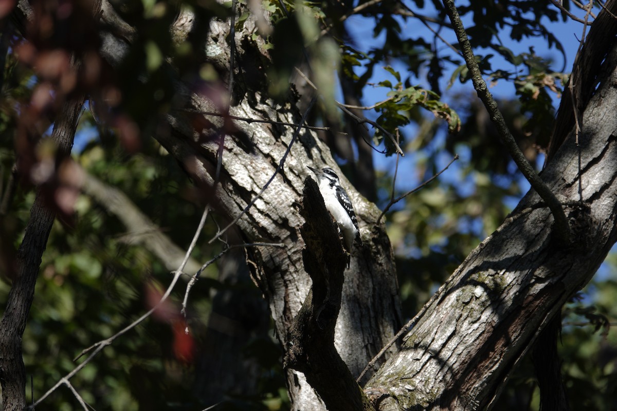 Hairy Woodpecker - ML643566239