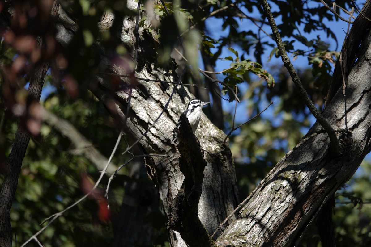 Hairy Woodpecker - ML643566241