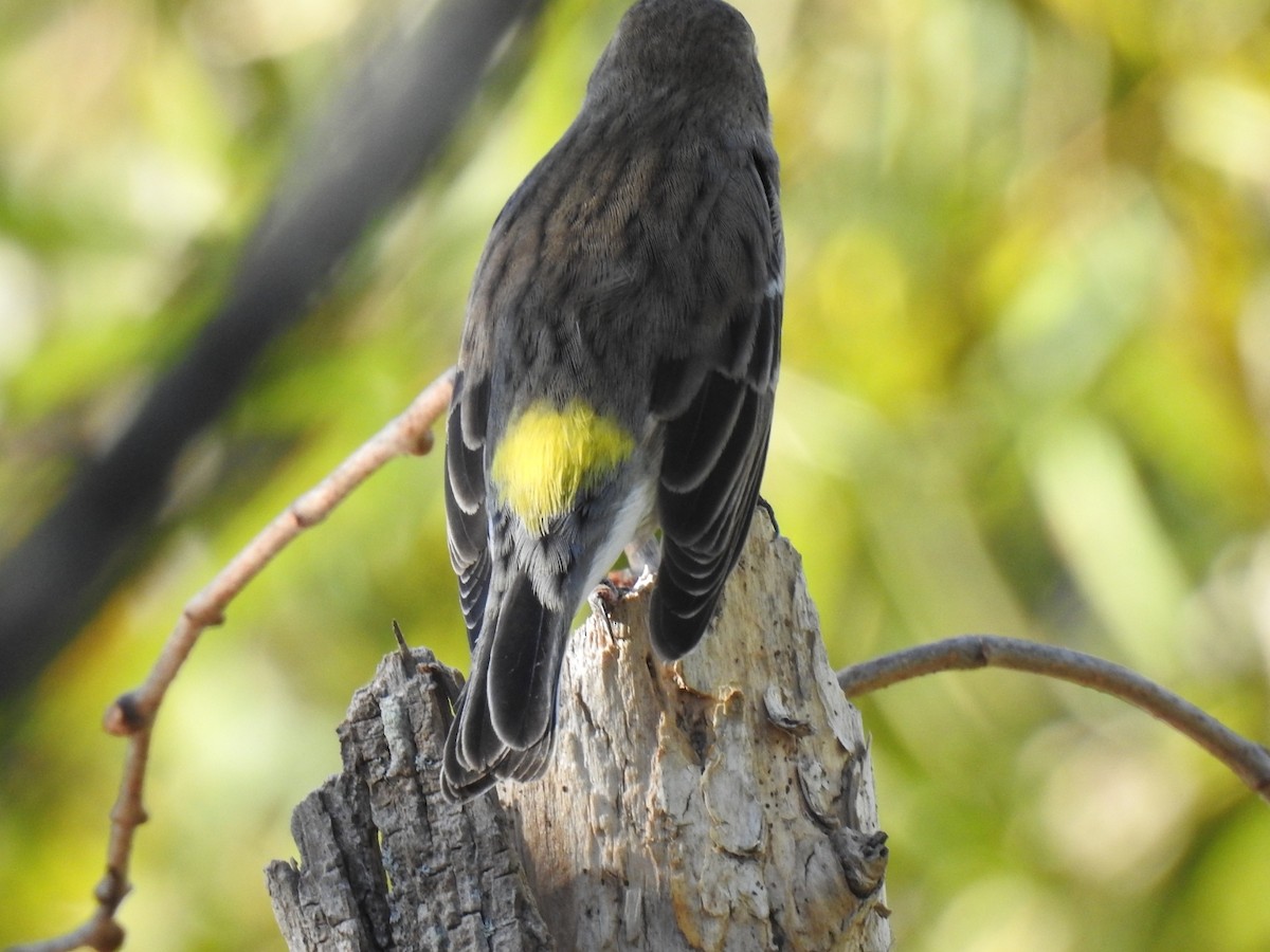 Yellow-rumped Warbler - ML643566242