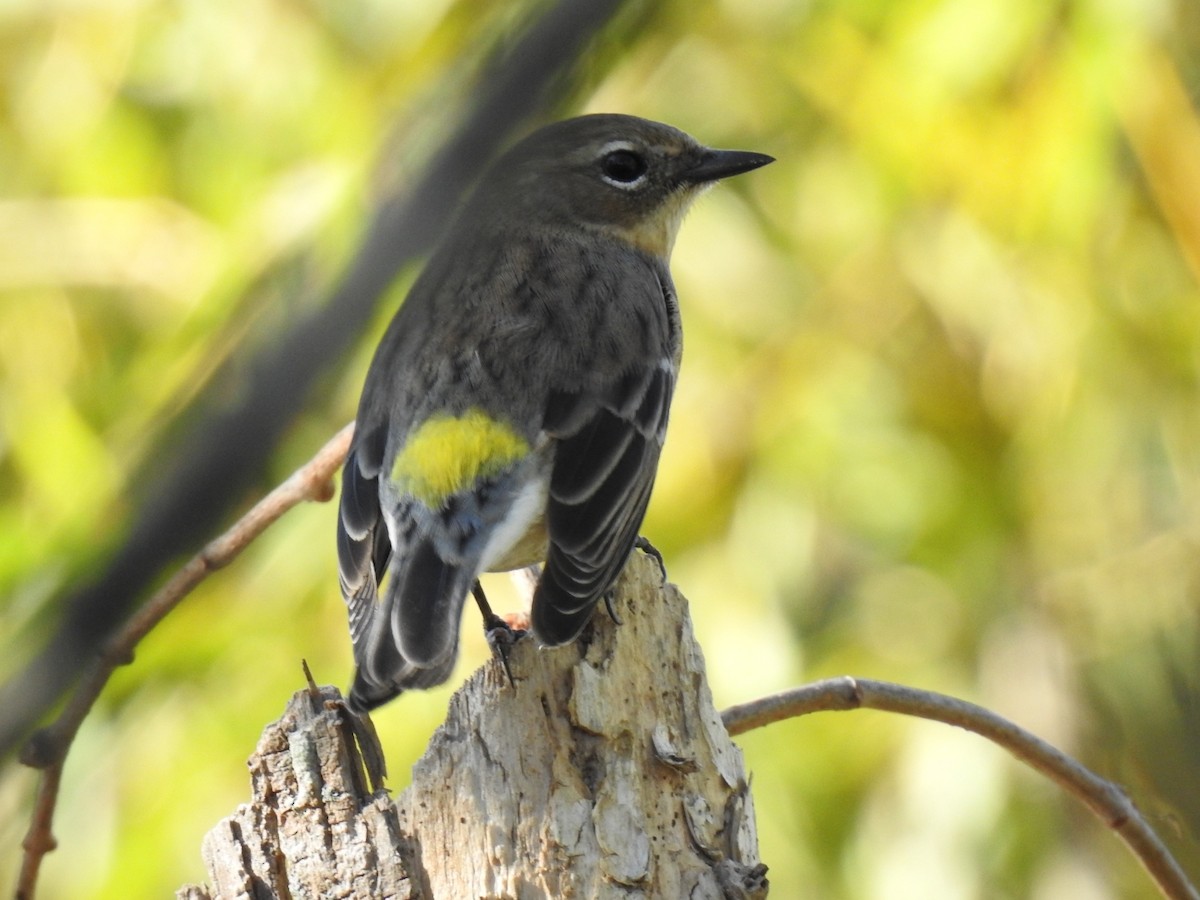 Yellow-rumped Warbler - ML643566243