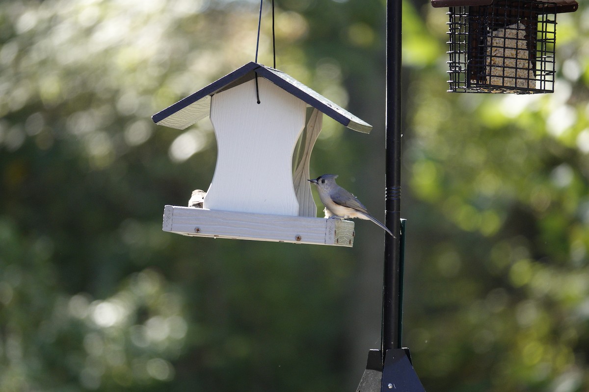 Tufted Titmouse - ML643566259