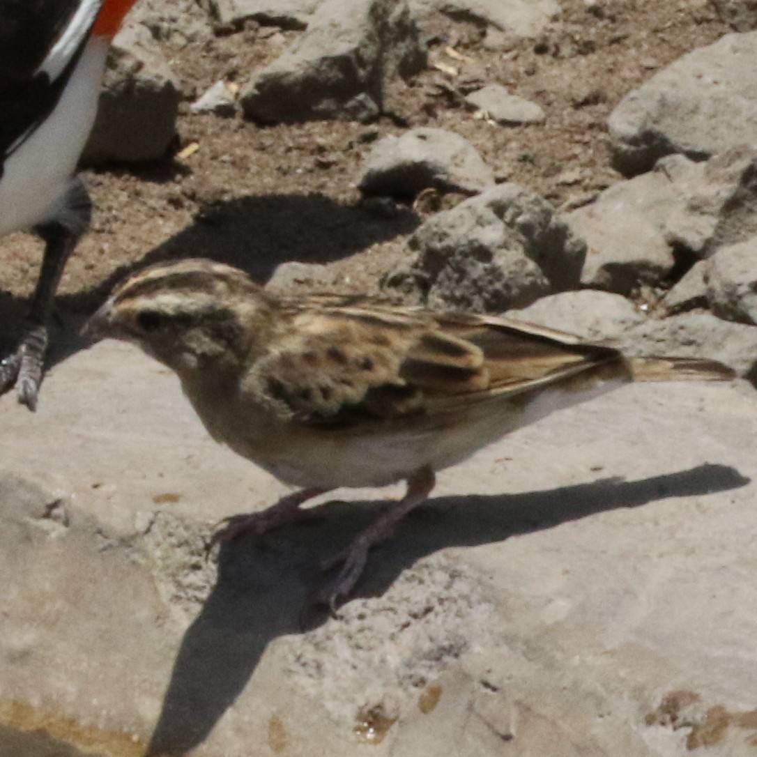 Village Indigobird - ML643566264