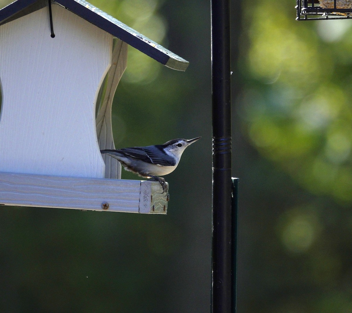 White-breasted Nuthatch - ML643566265