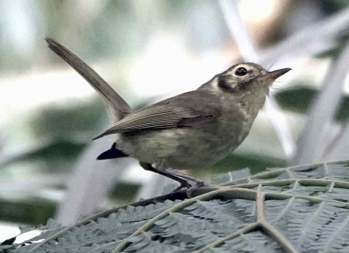 Oustalet's Tyrannulet - ML643566278