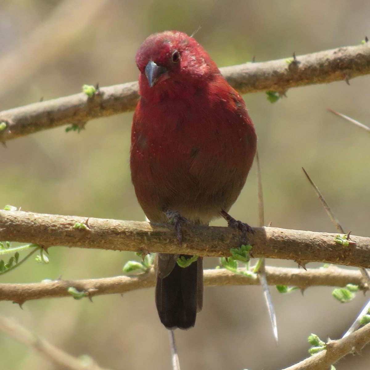 African Firefinch - ML643566287