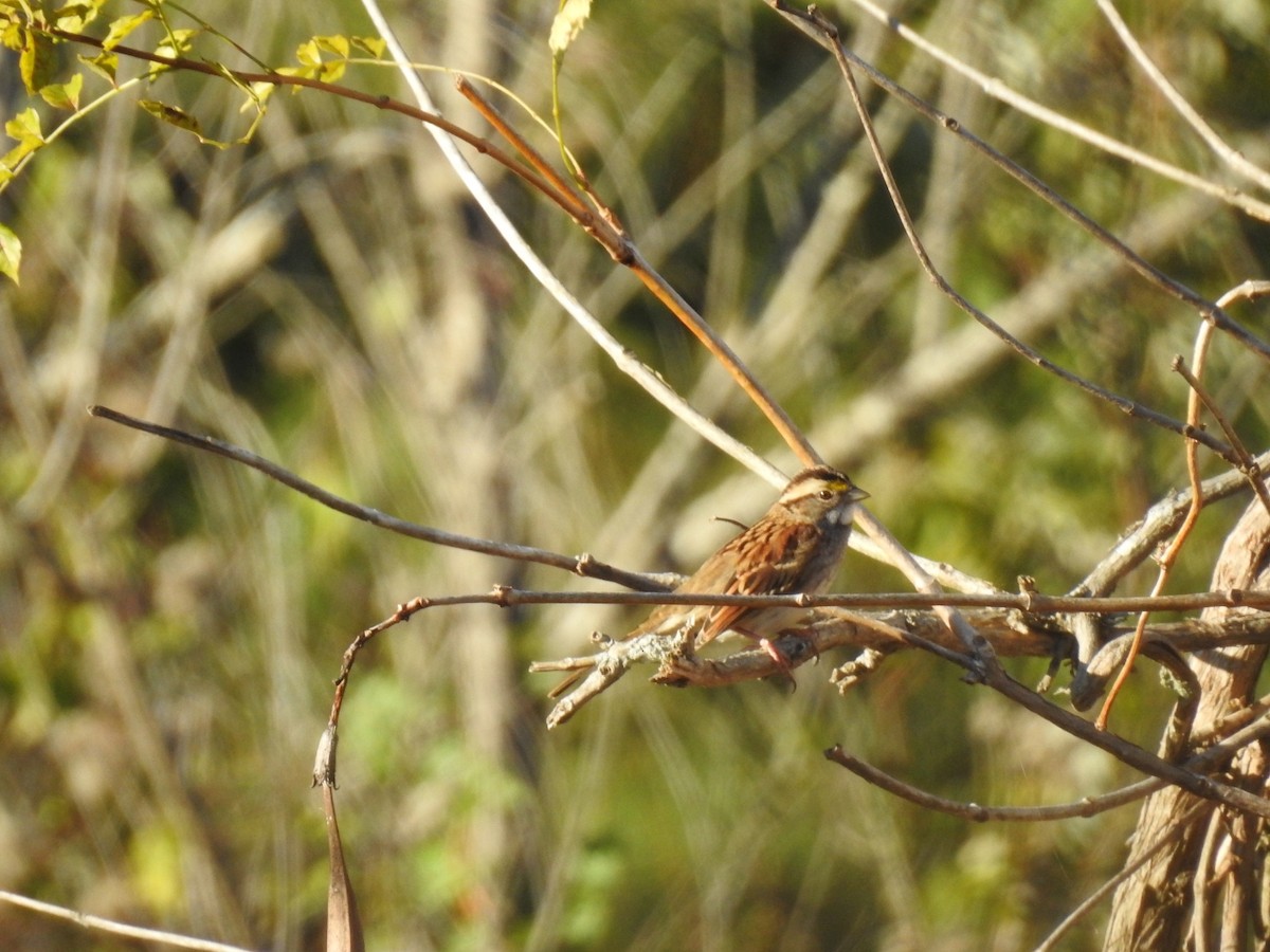 White-throated Sparrow - ML643566297