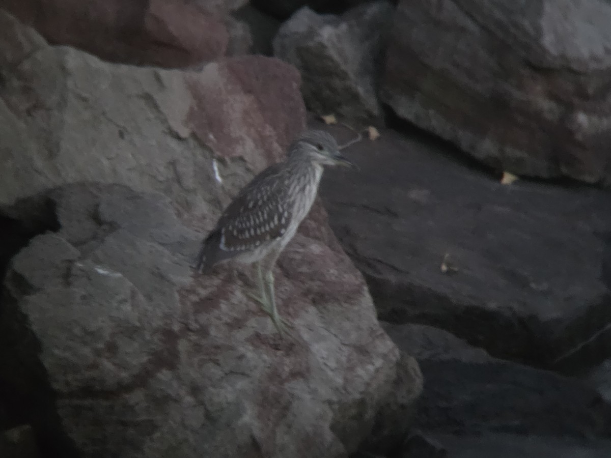 Black-crowned Night Heron - ML643566300