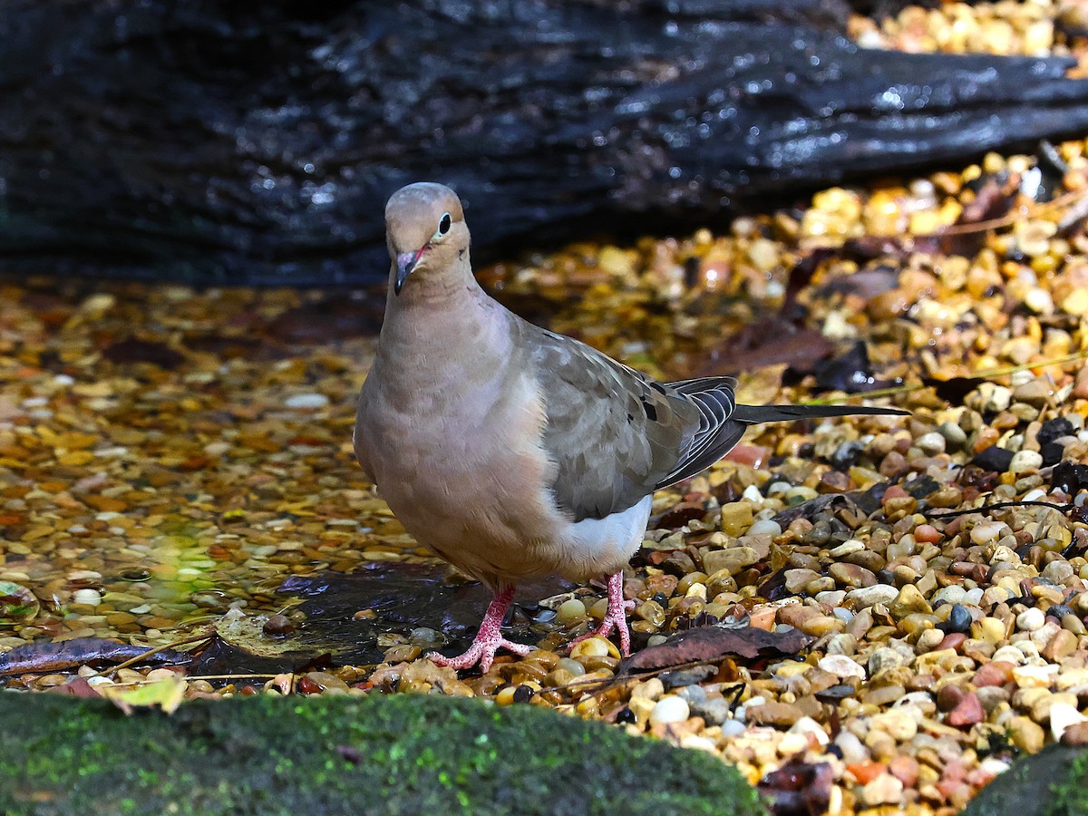 Mourning Dove - ML643566324