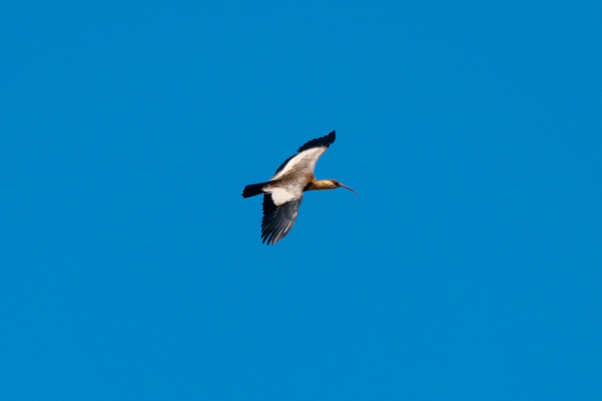 Buff-necked Ibis - ML643566327