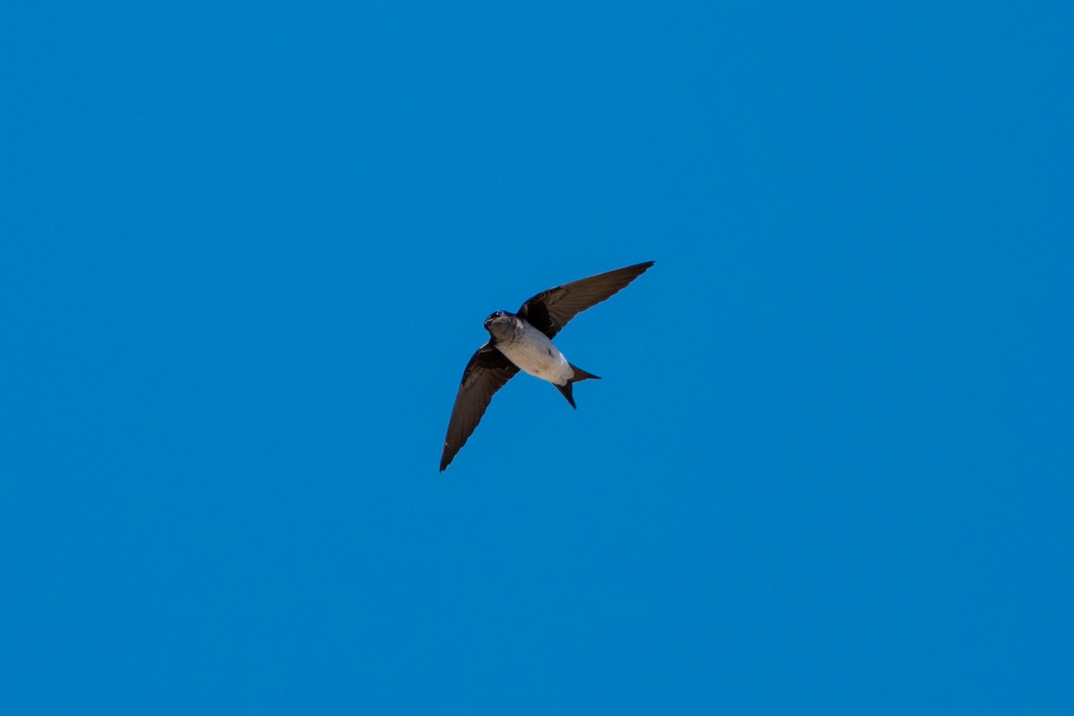 Gray-breasted Martin - ML643566333