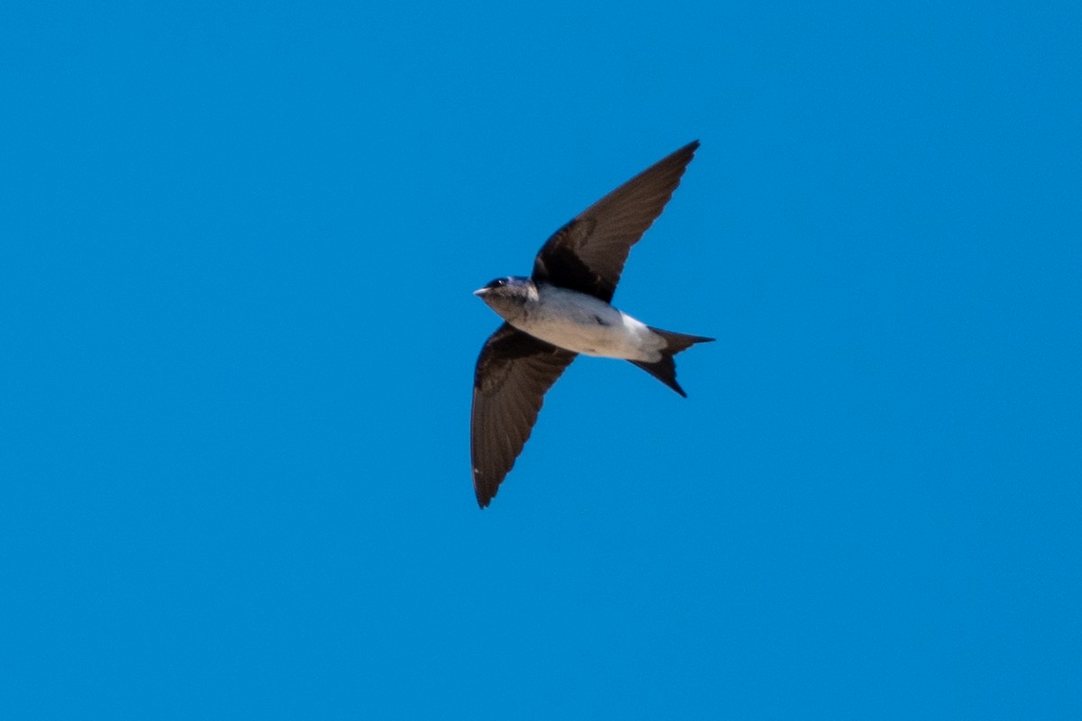 Gray-breasted Martin - ML643566334
