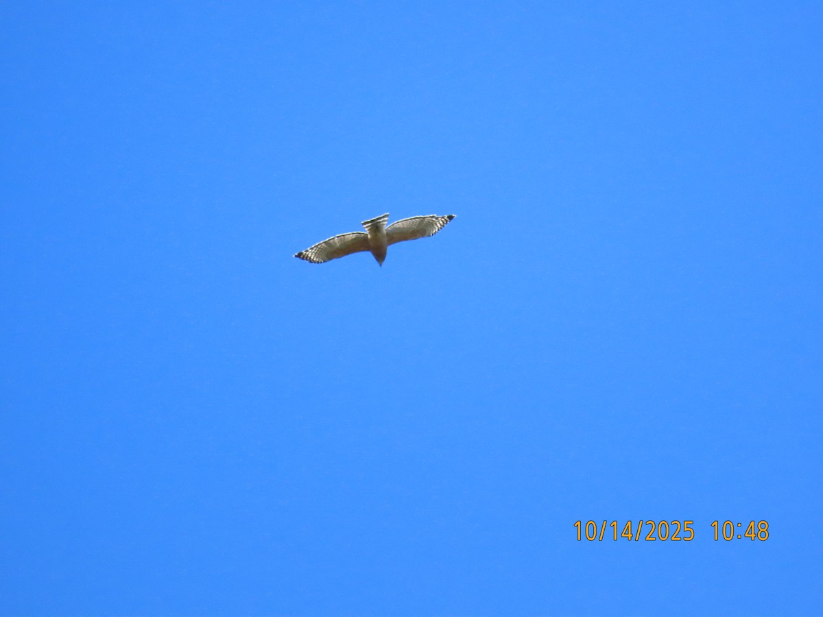 Red-shouldered Hawk - ML643566339