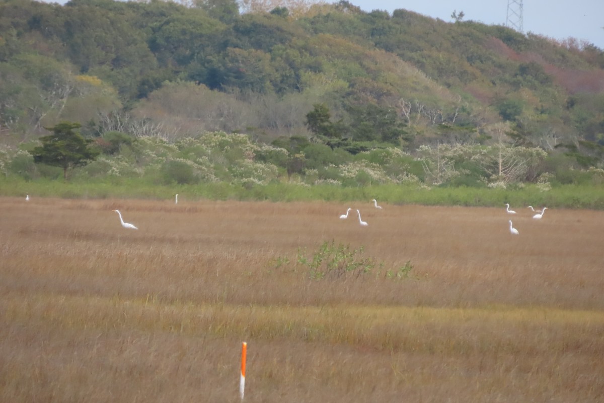 volavka bílá - ML643566345