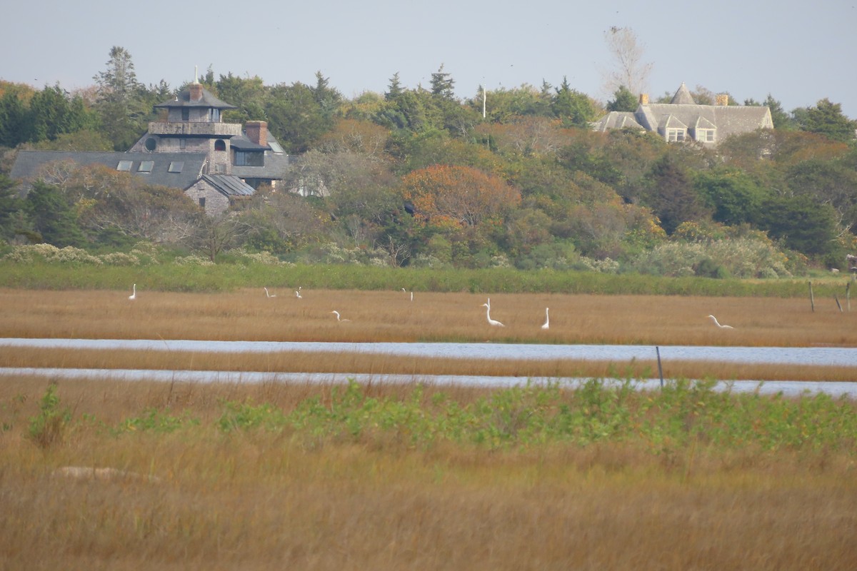 volavka bílá - ML643566346