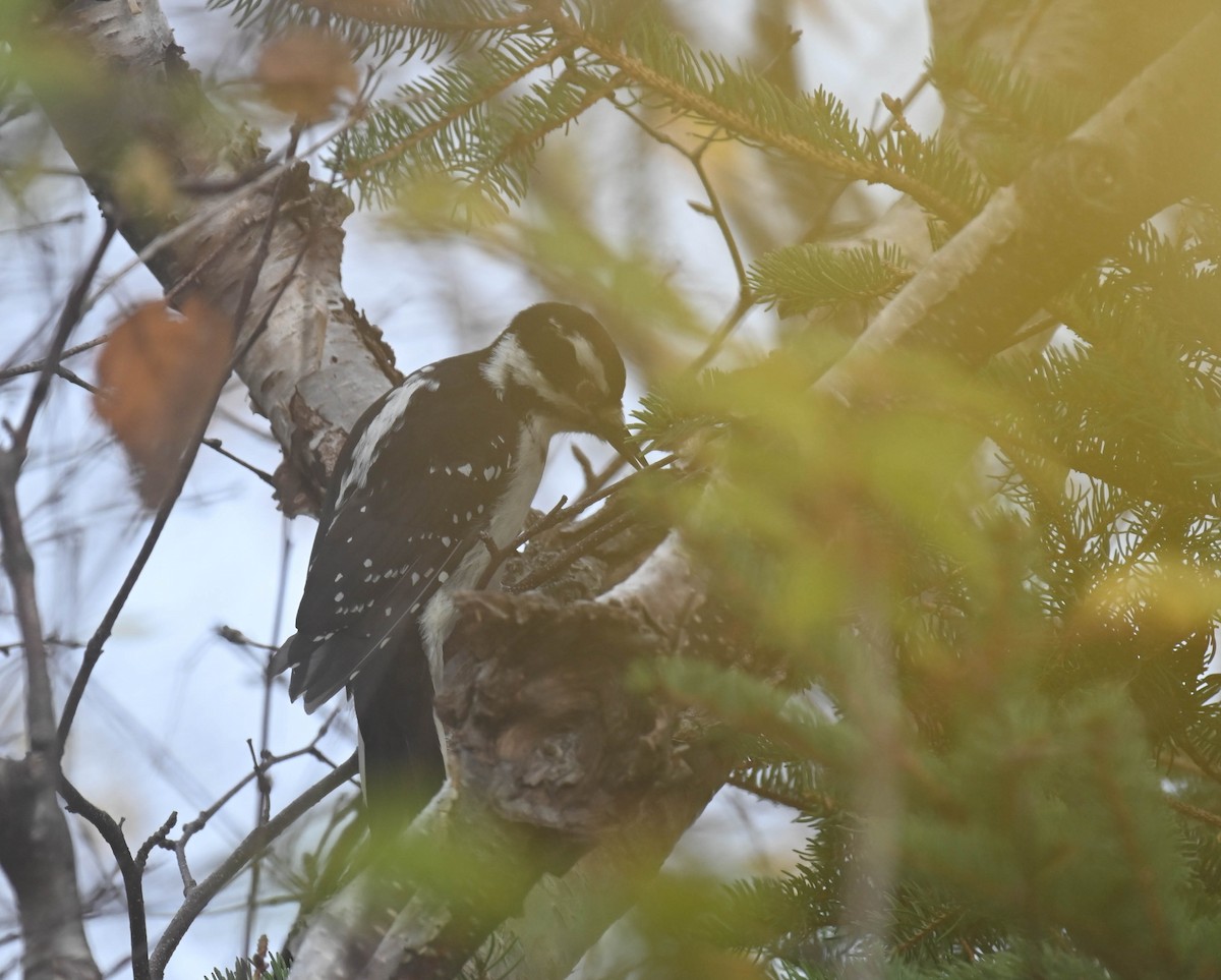 Hairy Woodpecker - ML643566350