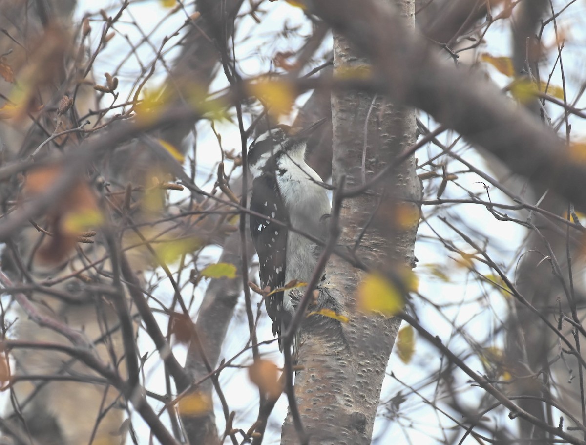 Hairy Woodpecker - ML643566351