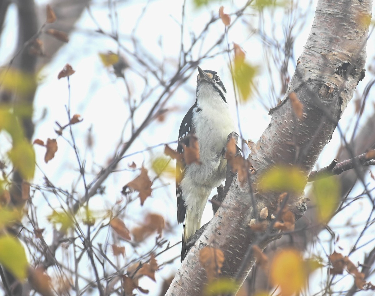 Hairy Woodpecker - ML643566352