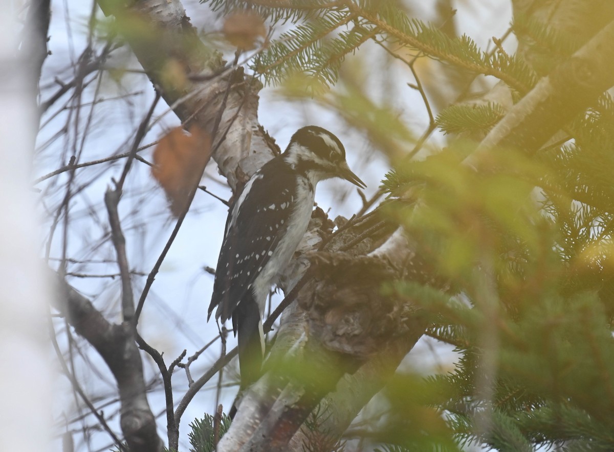 Hairy Woodpecker - ML643566354