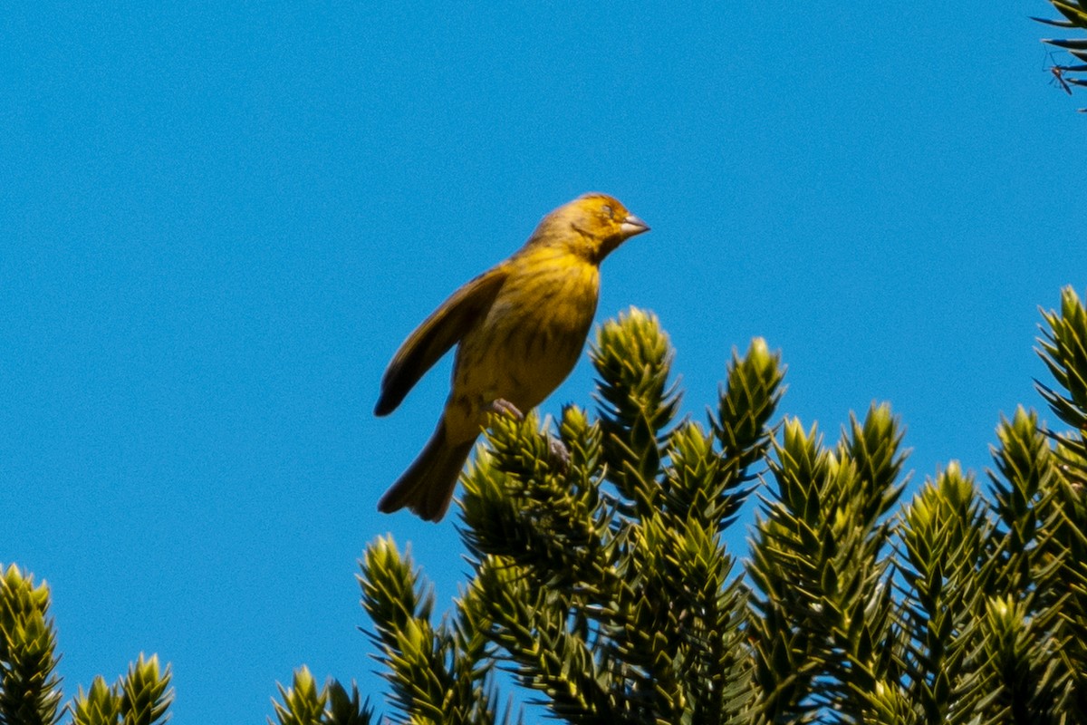 Saffron Finch - ML643566357