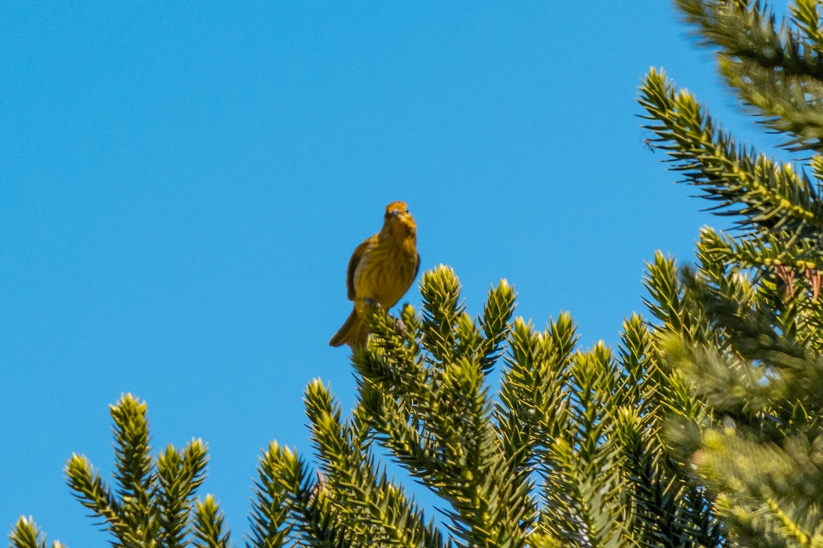 Saffron Finch - ML643566358