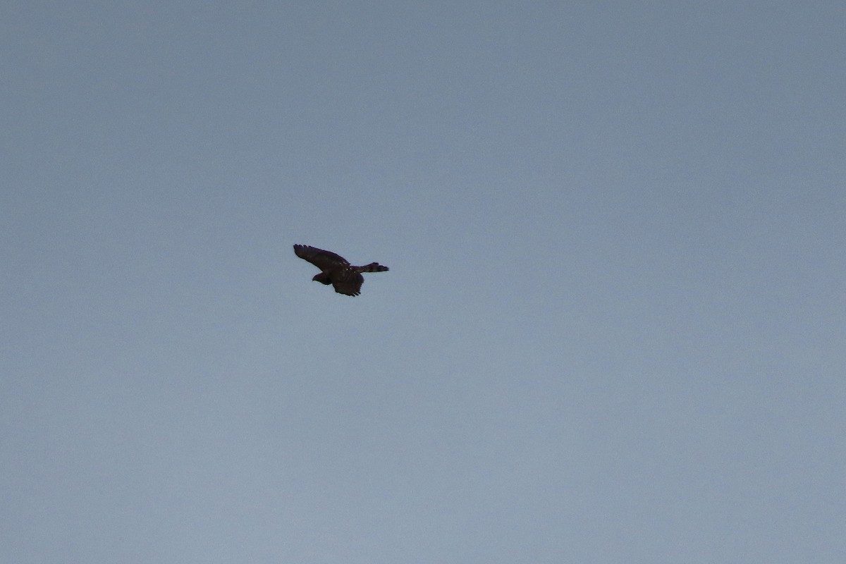 krahujec americký - ML643566370