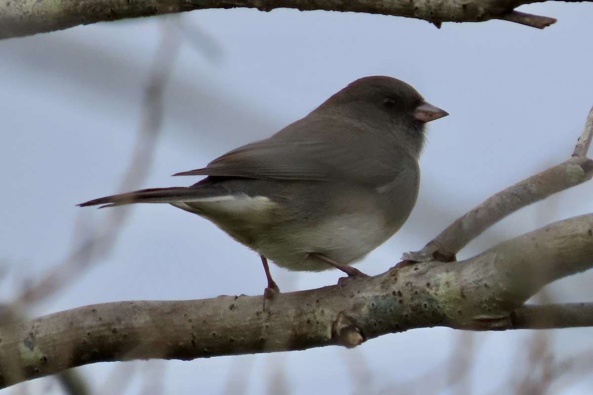 strnadec zimní - ML643566375