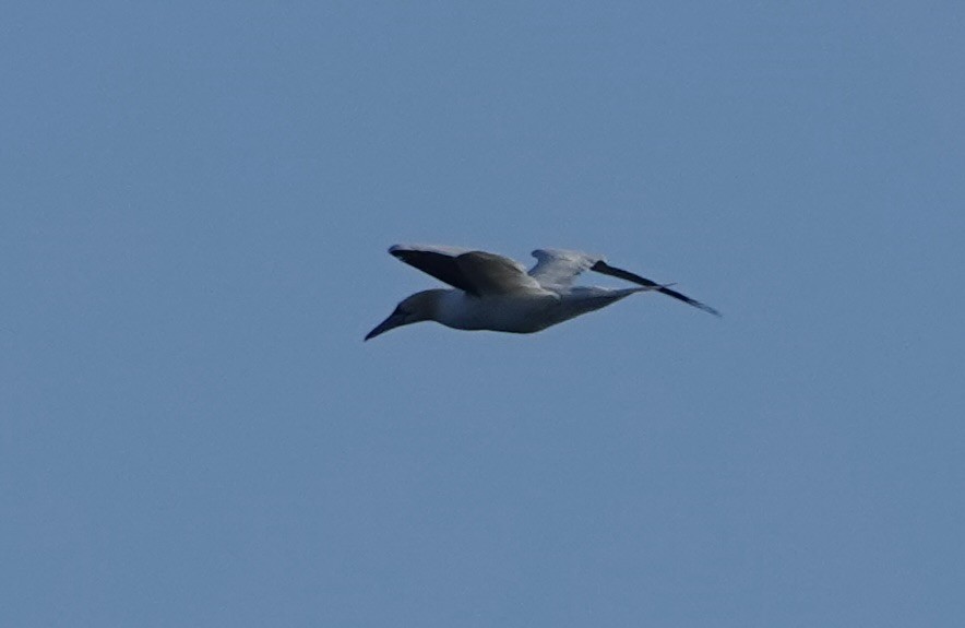 Northern Gannet - ML643566396