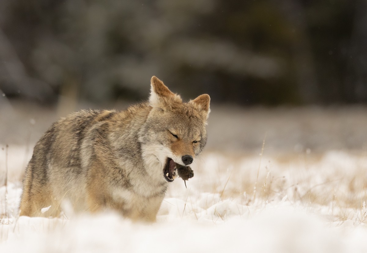 Mountain Coyote - ML643566399