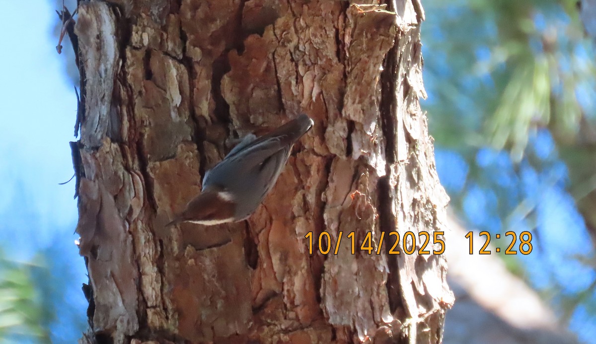 Brown-headed Nuthatch - ML643566404