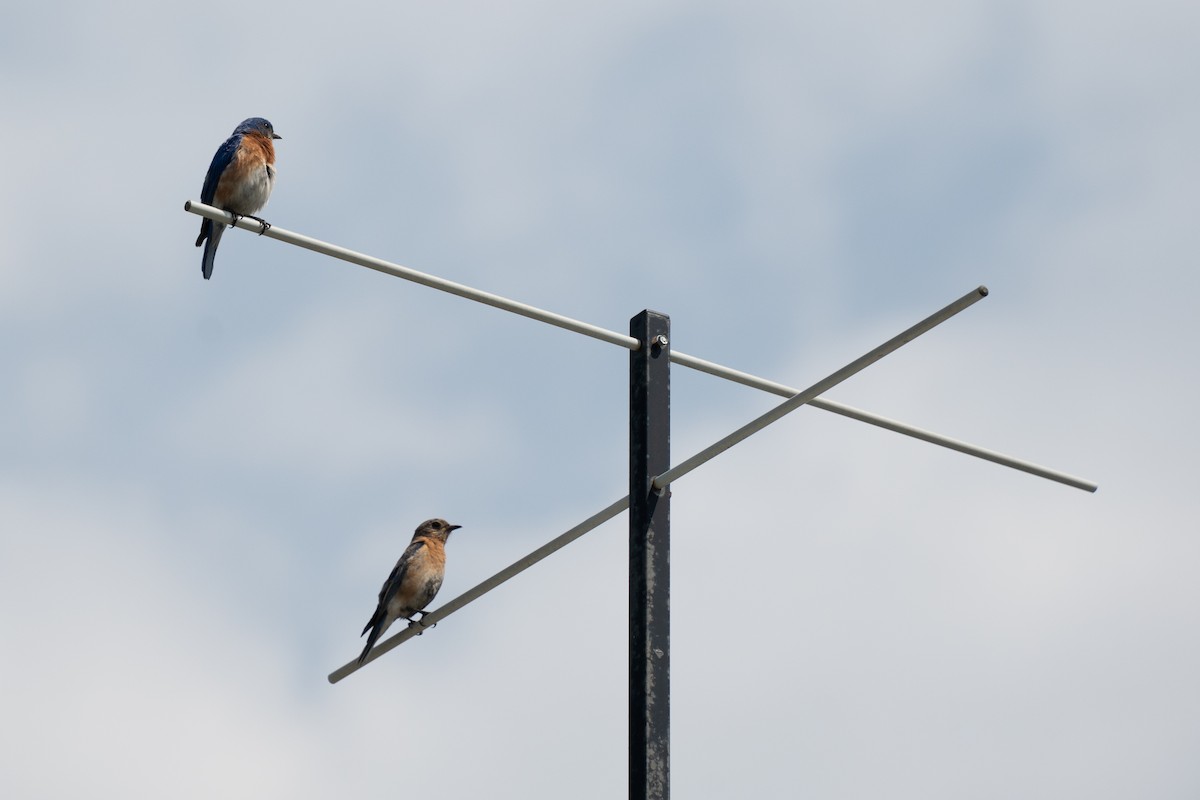 Eastern Bluebird - ML643566419