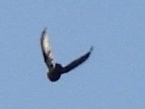 Red-winged Blackbird - ML643566425