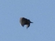 Red-winged Blackbird - ML643566426