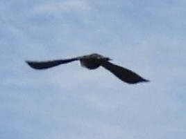 Red-winged Blackbird - ML643566427