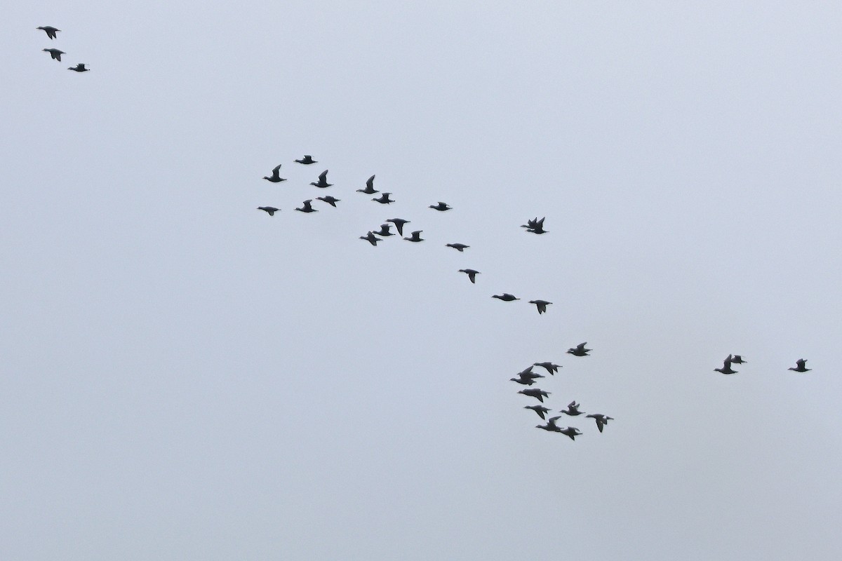 White-winged Scoter - ML643566429