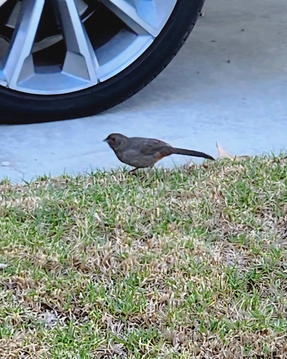 California Towhee - ML643566439