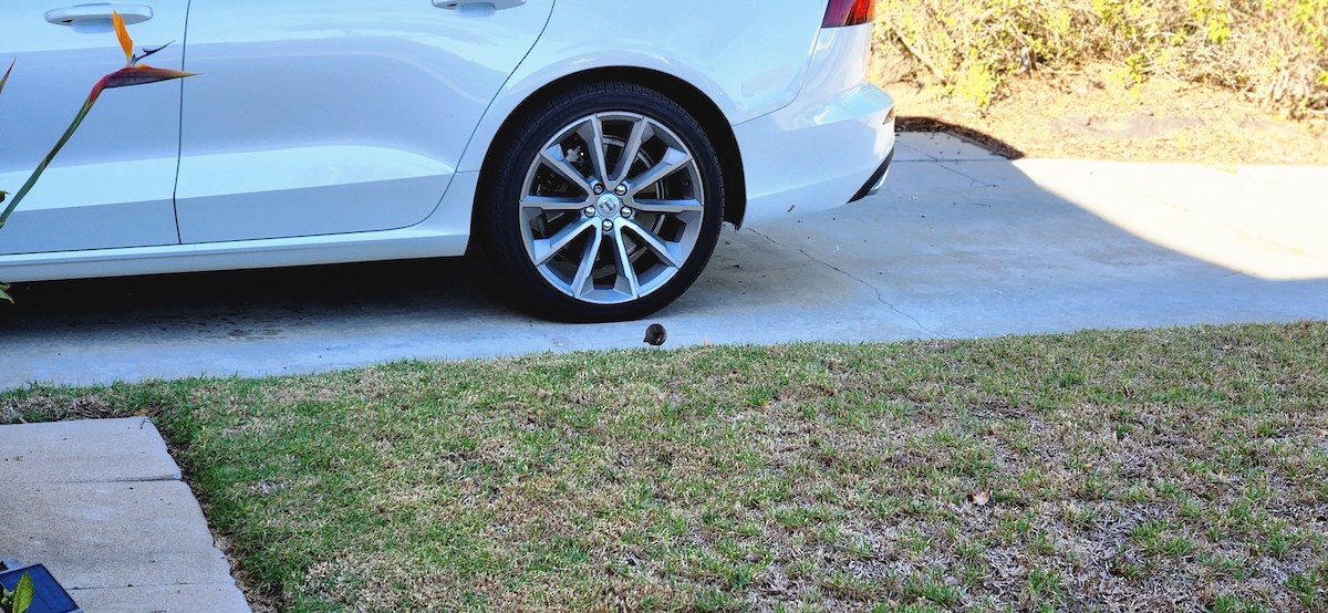 California Towhee - ML643566446