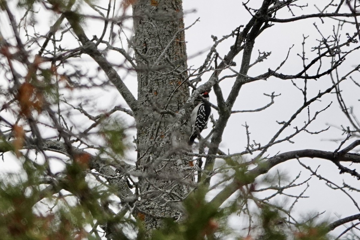 Hairy Woodpecker - ML643566457