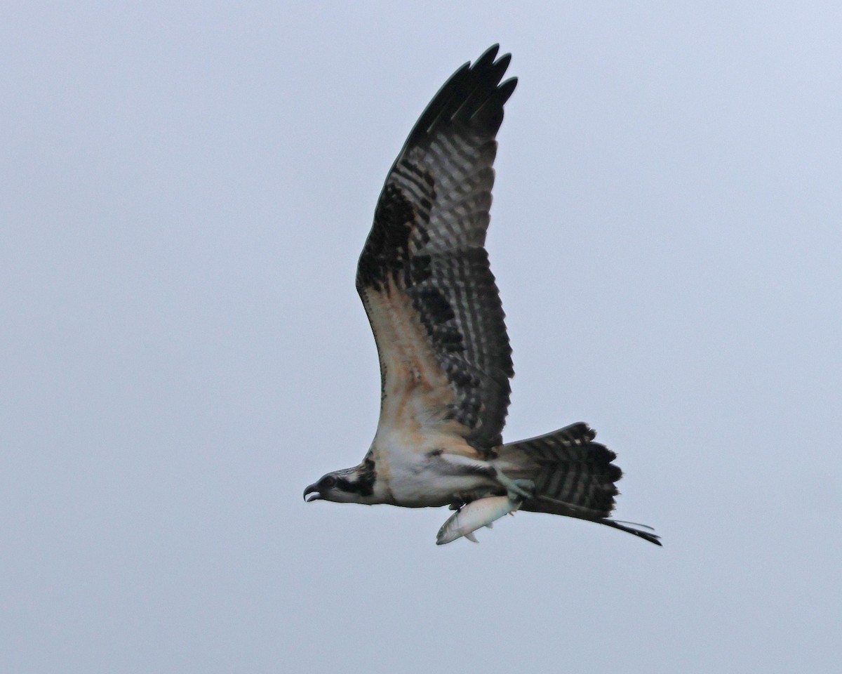 orlovec říční (ssp. carolinensis) - ML643566464
