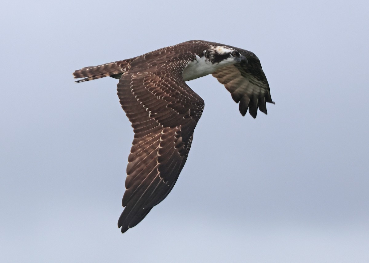 orlovec říční (ssp. carolinensis) - ML643566466